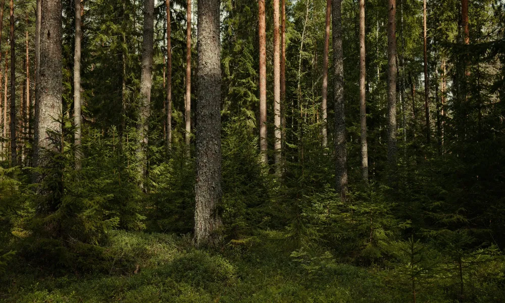 foret-4